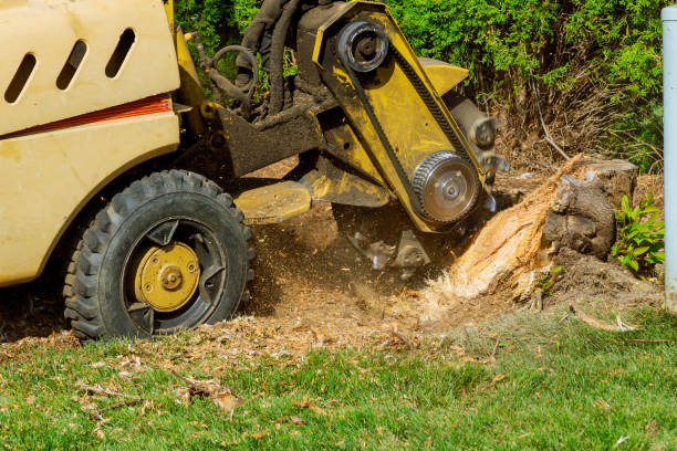 The Steps Involved in Our Tree Care Process in New Brockton, AL